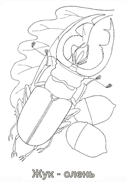 Жук олень разукрашка