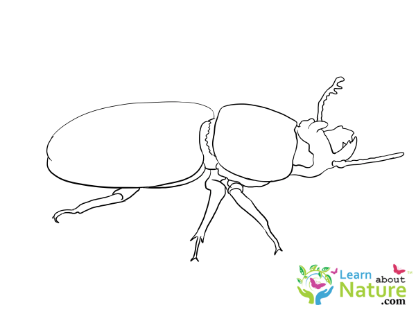 Жук носорог рисунок