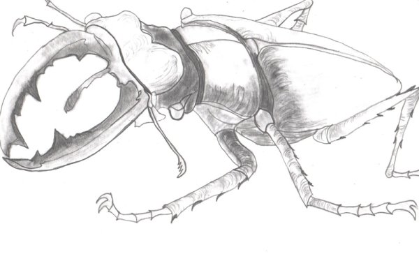 Жук олень карандашом