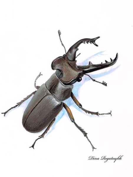 Жук олень