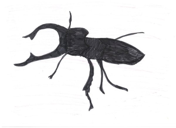 Жук олень контур