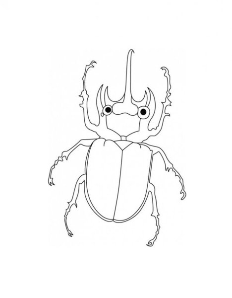 Жук Голиаф раскраска