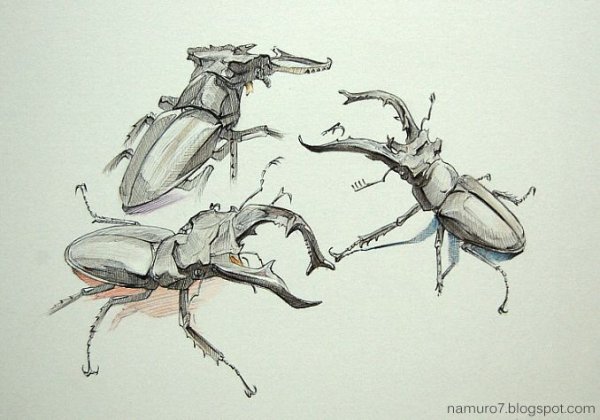 Жук олень Графика