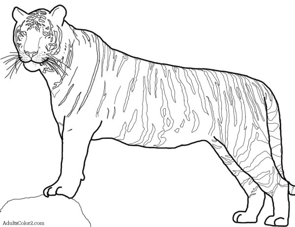 Раскраска Амурского тигра