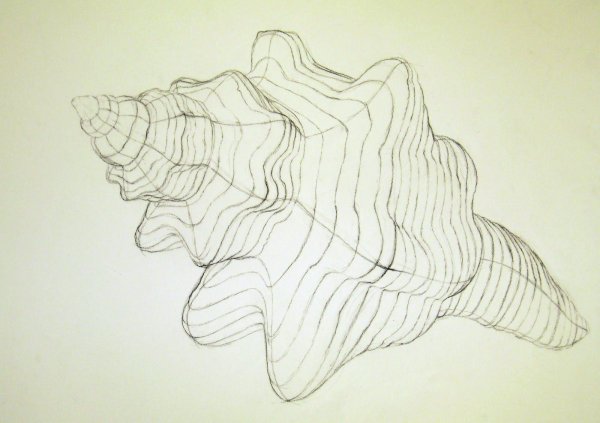 Ракушка одной линией