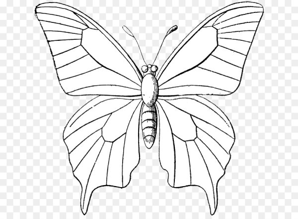 Эскиз бабочки для рисования