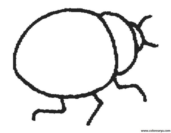 Жук отряд жесткокрылые рисунок