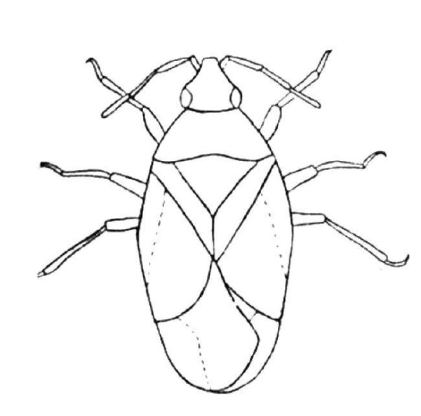 Жук бронзовка раскраска