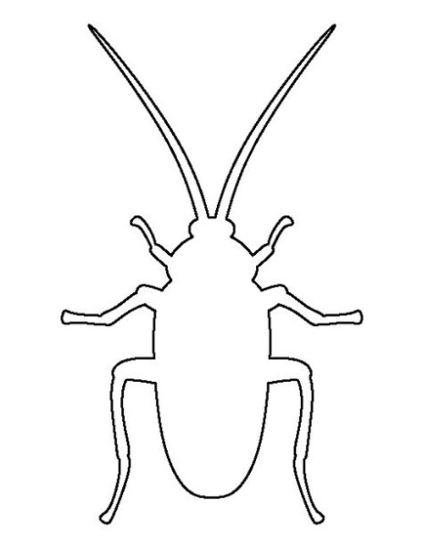 Жук раскраска