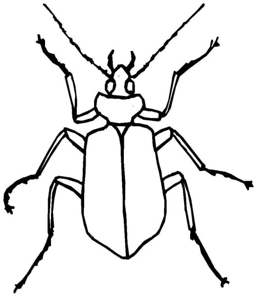 Божья коровка раскраска для детей
