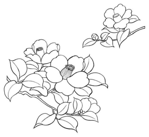 Контурные рисунки цветов