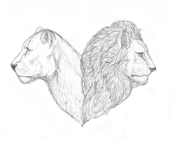 Лев и львица карандашом