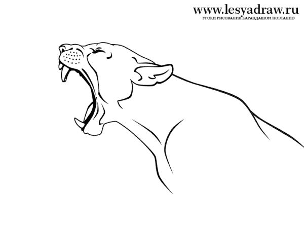 Пантера рисунок карандашом