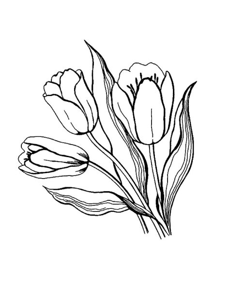 Контур цветка тюльпана