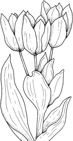 Тюльпан раскраска для детей