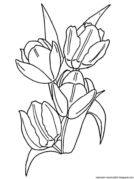 Тюльпан раскраска