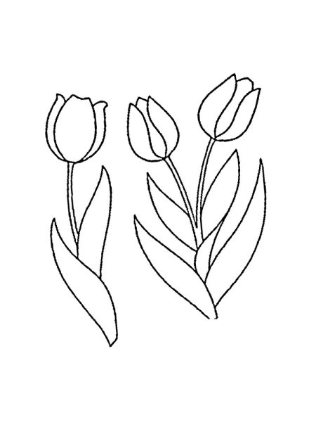 Тюльпаны для срисовки карандашом