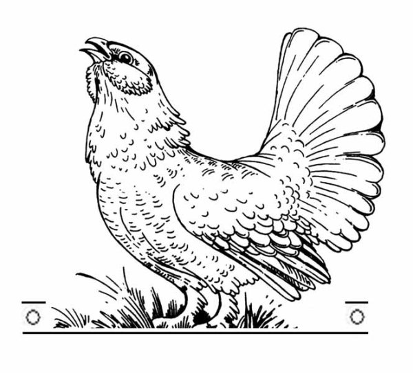 Глухарь рисунок