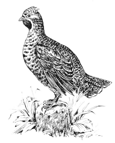 Птица Косачи рябчики