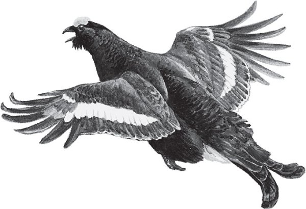 Тетерев Графика