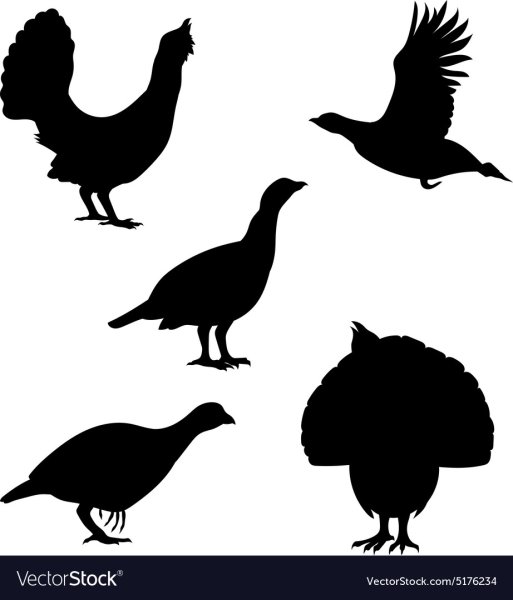 Чернобрюхий Глухарь