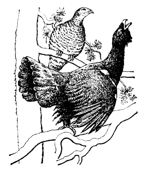 Тетерев-Косач рисунок