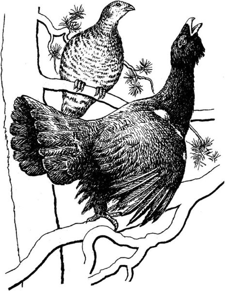 Силуэт тетерева