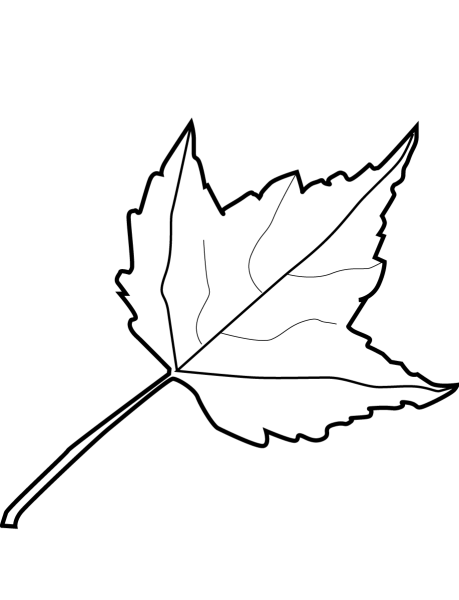 Раскраска листья деревьев для детей