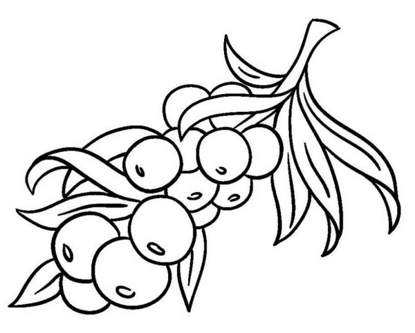 Облепиха раскраска