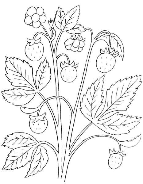 Ягоды раскраска для детей