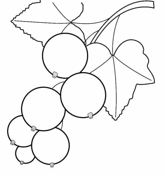 Смородина раскраска