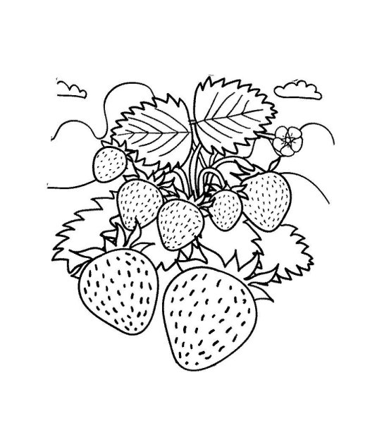 Раскраска "ягоды"