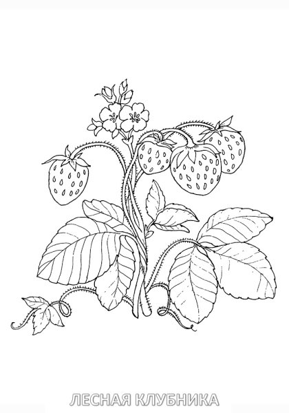 Лесные ягоды раскраска