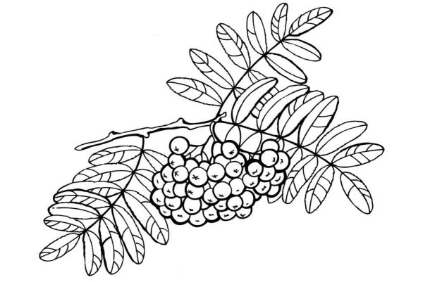 Гроздь рябины раскраска для детей