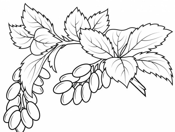 Барбарис раскраска для детей