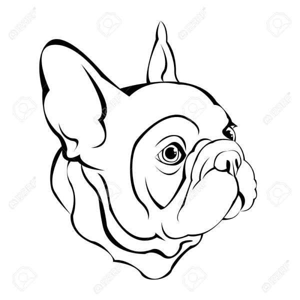 Морда французского бульдога контур