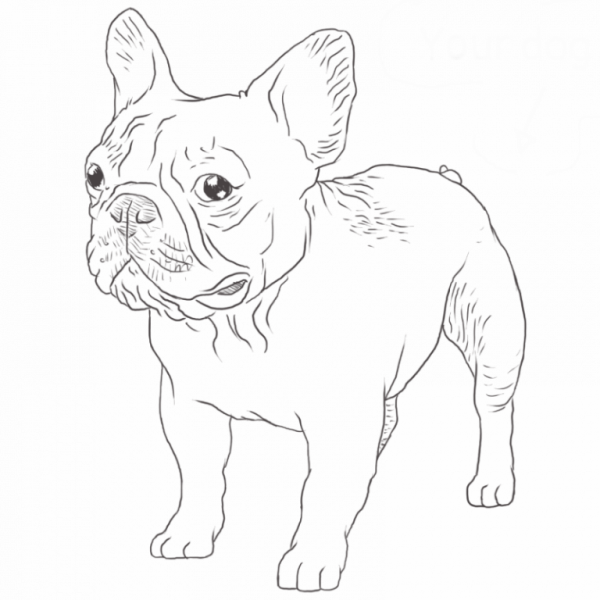 Французский бульдог