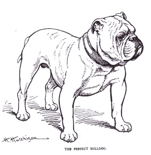 Английский бульдог раскраска