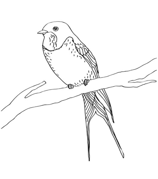 Ласточка раскраска