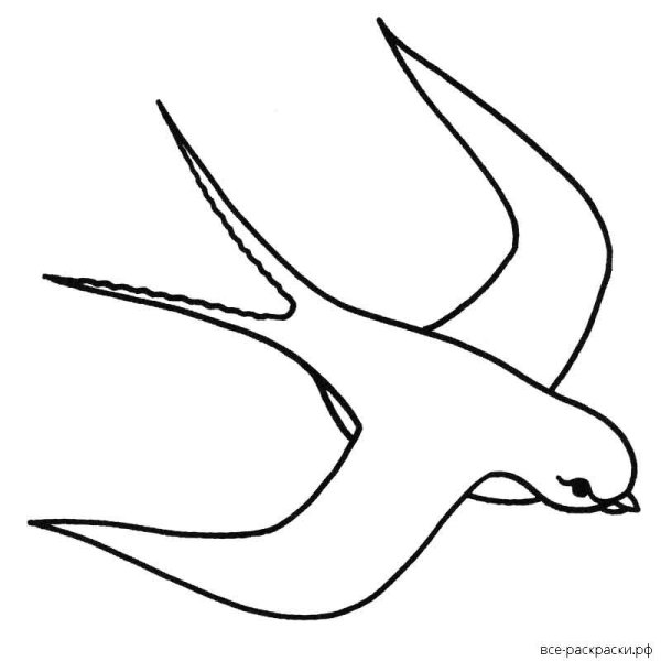 Ласточка раскраска