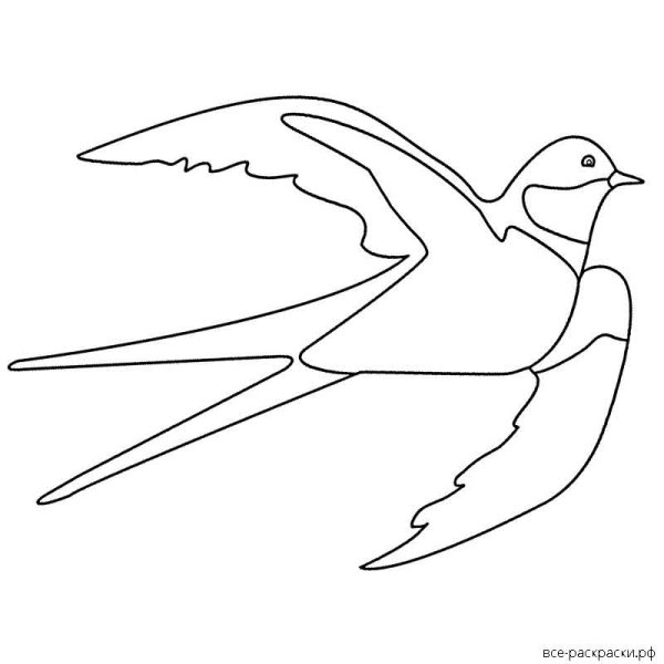 Ласточка раскраска