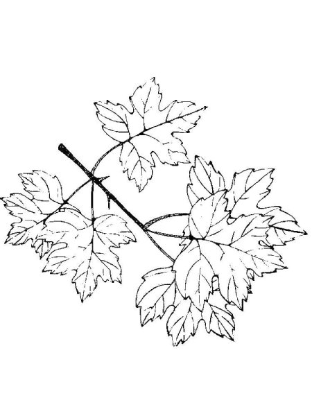 Зимнее дерево