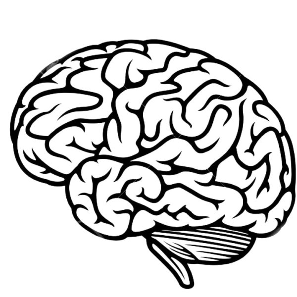 Мозг раскраска легкая