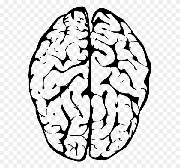 Очертания мозга
