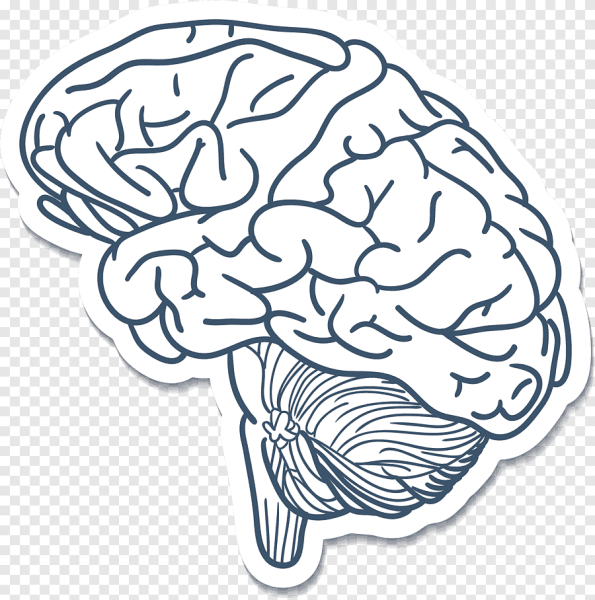 Очертания мозга