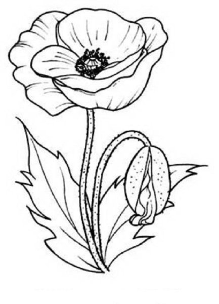 Мак цветок для раскрашивания