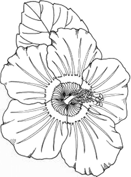 Раскраска Мак цветок