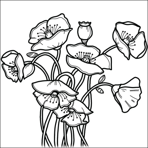 Раскраска Мак цветок