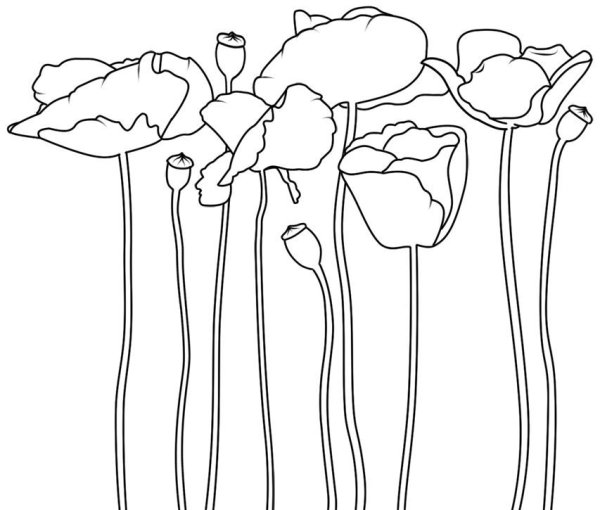 Шаблоны для рисования цветов