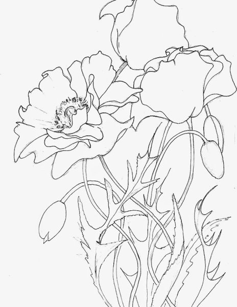 Раскраска Мак цветок